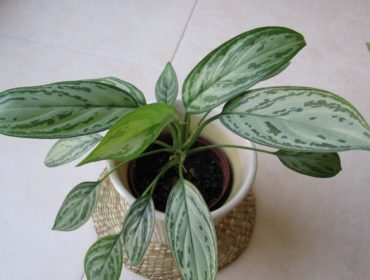 Déco avec des plantes : opter pour l'aglaonema