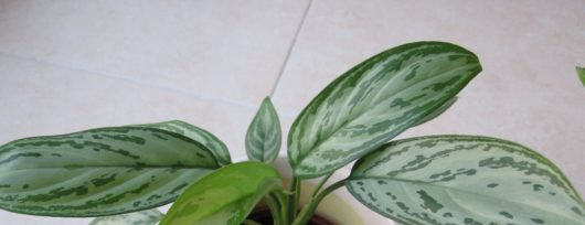 Déco avec des plantes : opter pour l'aglaonema