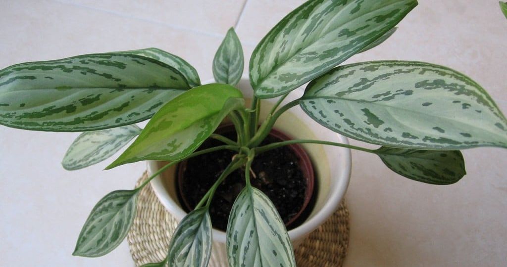 aglaonema