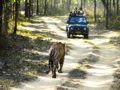 Voyage safari à travers le Parc national de Kanha