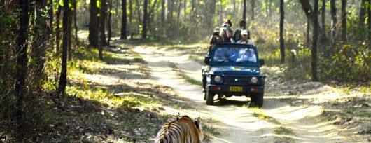 Voyage safari à travers le Parc national de Kanha