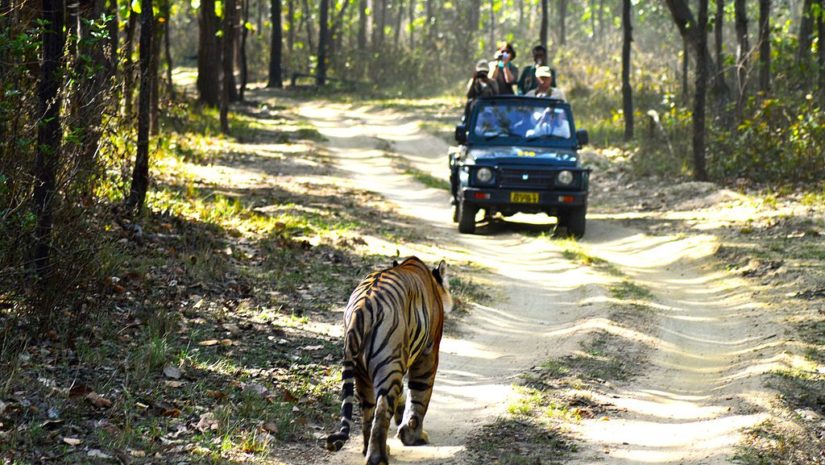 Voyage safari à travers le Parc national de Kanha