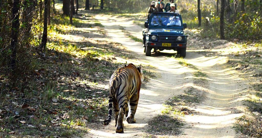 voyage-safari-a-travers-le-parc-national-de-kanha-jungle_safari_kanha_national_park-httpwww-label-mademoiselle-fr