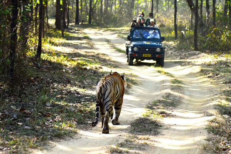 voyage-safari-a-travers-le-parc-national-de-kanha-jungle_safari_kanha_national_park-httpwww-label-mademoiselle-fr