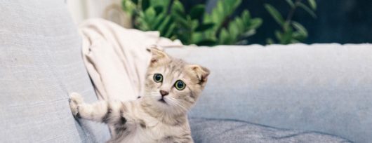 Les Chabadas, la bande de chats de Daniel Picouly