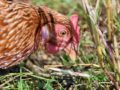 Pourquoi se lancer dans l’élevage de poules