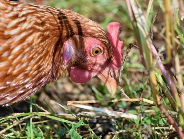 Pourquoi se lancer dans l’élevage de poules