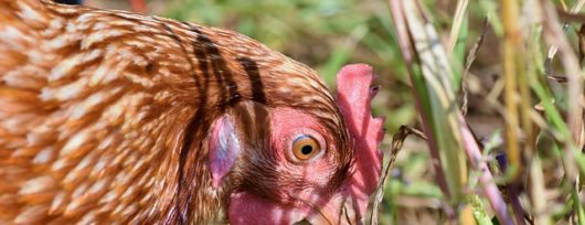 Pourquoi se lancer dans l’élevage de poules