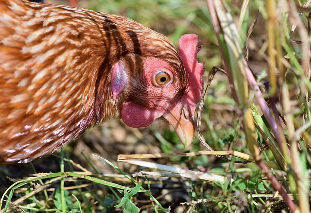 Pourquoi se lancer dans l’élevage de poules