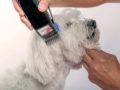 tondeuse pour chien