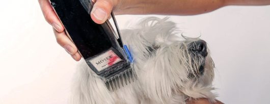 tondeuse pour chien