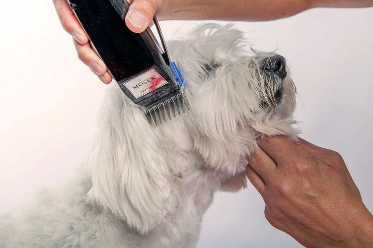 tondeuse pour chien