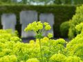 Les plantes pour cimetières ont-elles des significations