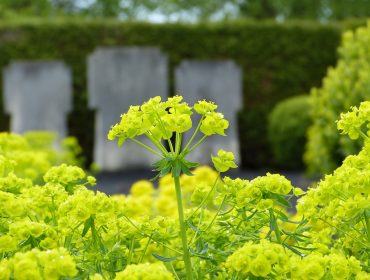 Les plantes pour cimetières ont-elles des significations