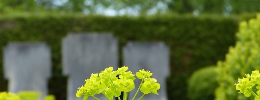 Les plantes pour cimetières ont-elles des significations