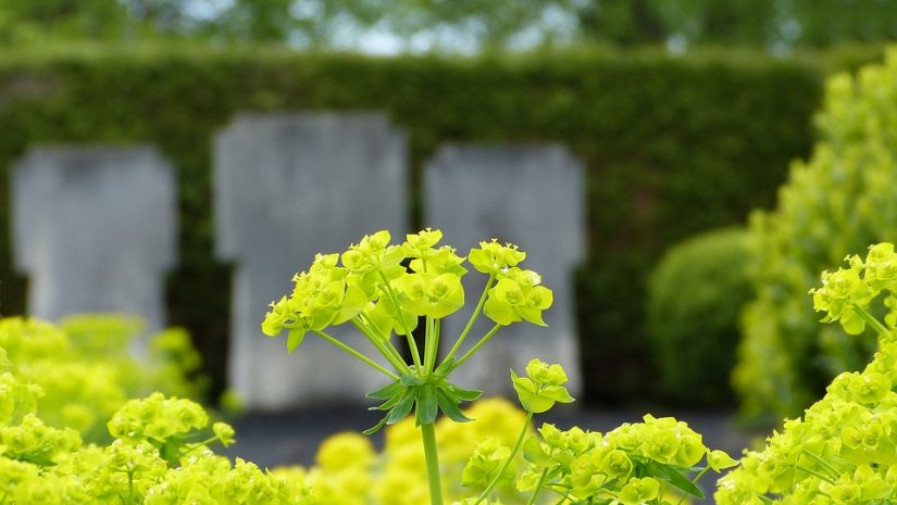 Les plantes pour cimetières ont-elles des significations