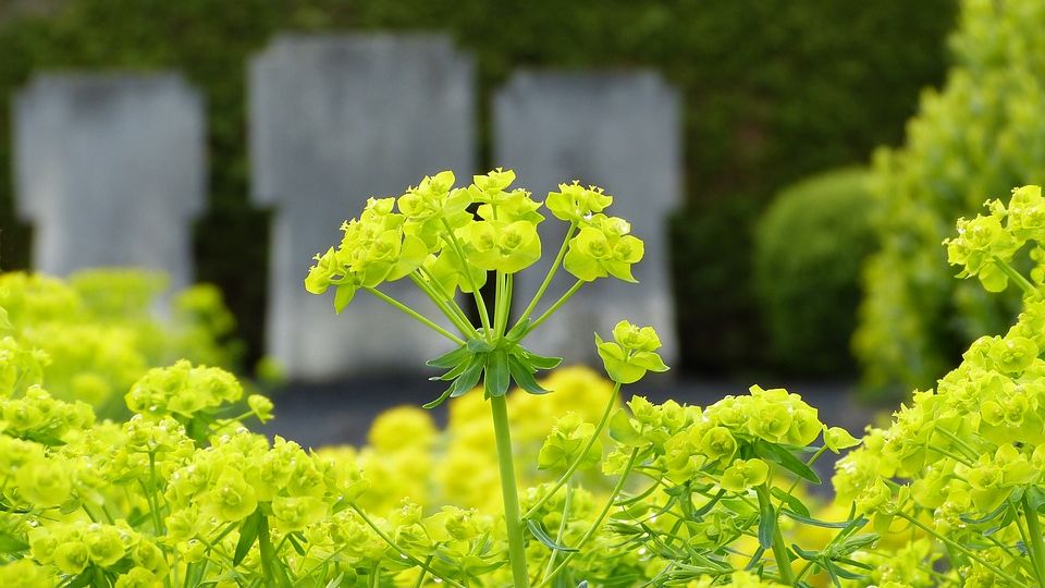 Les plantes pour cimetières ont-elles des significations